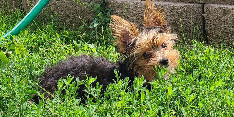 Yogo Yorkies of Montana Puppies For Sale